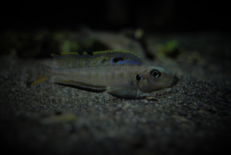 Enantiopus melanogenys 'Kipili'